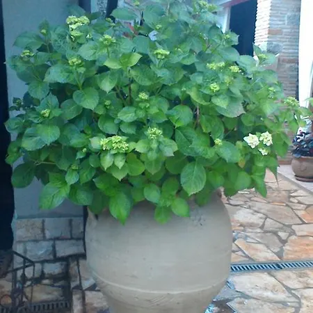 Appartement Stancija Iris 69 Buje